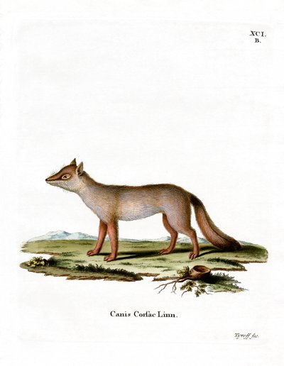 Zorro Corsac de German School