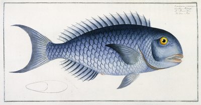 Coryphaena Coerulea de German School