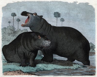 Pareja de hipopótamos. En “Wenn Jemand eine Reise thut, so kann er was erzählen” (Cuando alguien viaja, esto es lo que puede contar), cuento alemán de Franz Wiedemann de German School