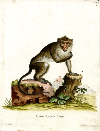 Macaco Cangrejero de German School