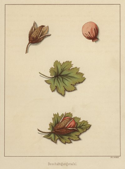 Manualidades (litografia a color) de German School
