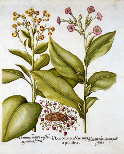 Arándano y tabaco floreciente, de Hortus Eystettensis, por Basil Besler, pub. 1613 de German School