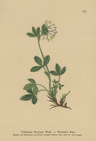Trébol crema (Trifolium Noricum) de German School
