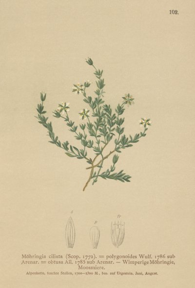 Sandwort rastrero de German School
