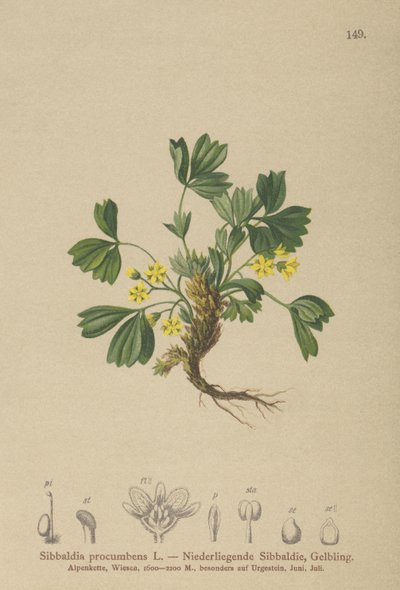 Sibbaldia rastrera (Sibbaldia procumbens) de German School