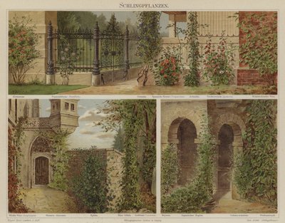 Plantas trepadoras y enredaderas de German School