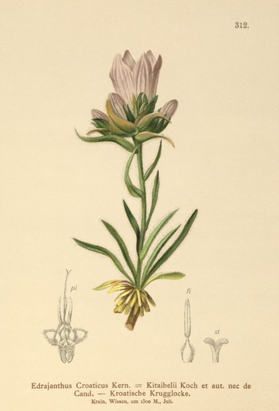 Campanilla croata (Edrajanthus Croaticus, Edraianthus croaticus, Edraianthus Kitaibellii, Edraianthus graminifolius, Edraianthus albanicus, Wahlenbergia graminifolia) de German School