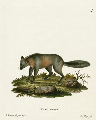 Zorro cruzado de German School
