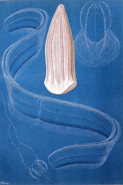 Ctenóforos, lámina de "Brehms Tierleben: Allgemeine Kunde des Tierreichs", vol.10, p.546, publicado por Bibliographisches Institut de German School