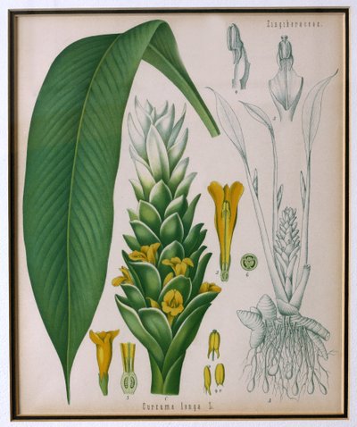 Curcuma longa (cúrcuma) de Plantas Medicinales de Kohler por Franz Eugen Kohler de German School