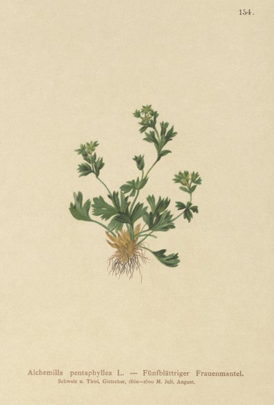 Alquimila de hojas cortadas (Alchemilla pentaphyllea) de German School