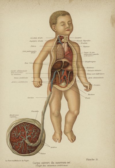 Diagrama en corte mostrando los órganos internos de un recién nacido y su cordón umbilical de German School