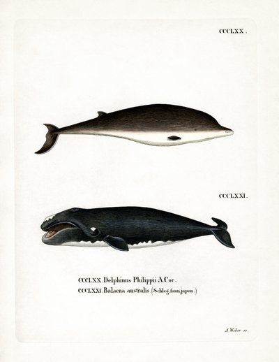 Ballena de Pico de Cuvier de German School