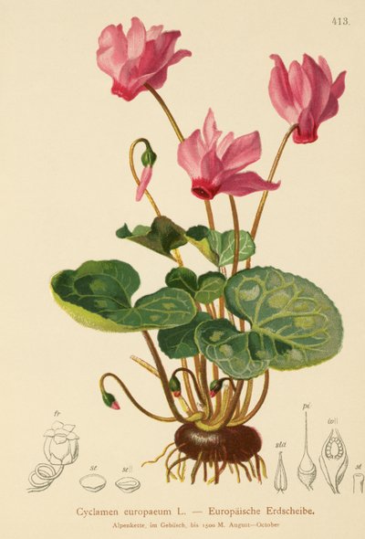 Ciclamen (Cyclamen europaeum) de German School