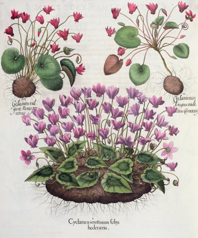 Ciclamen: 1.Cyclamen serotinum foliis hederaceis; 2.Cyclaminus longius radicatus Camerarii; 3.Cyclamen vulgare Panis porcinus, del Hortus Eystettensis por Basil Besler (1561-1629), pub. 1613 de German School