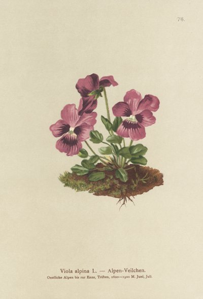 Ciclamen, Violeta alpina de German School