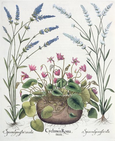 Ciclamen y lavanda: 1.Cyclamen Romanum; 2.Spica vulgaris flore albo; 3.Spica vulgaris flore ceruleo, del Hortus Eystettensis por Basil Besler (1561-1629), pub. 1613 de German School