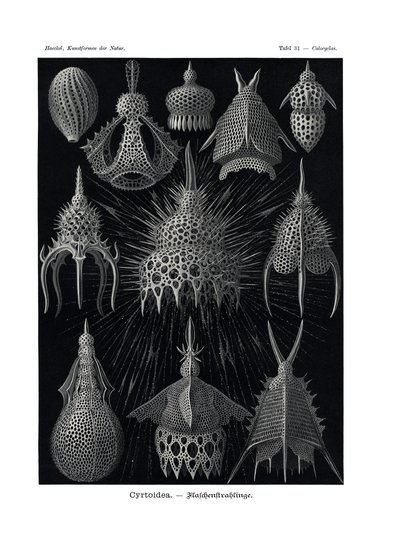 Cyrtoidea, 1899-1904 de German School