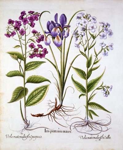 Violeta de Damas y un Iris de Campo, de Hortus Eystettensis, por Basil Besler, pub. 1613 de German School
