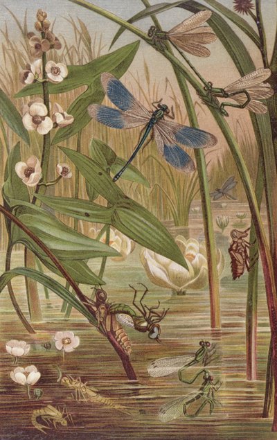 Eclosión de caballito del diablo, lámina de Brehms Tierleben: Allgemeine Kunde des Tierreichs, vol.9, p.554, publicado por Bibliographisches Institut, 1892 de German School