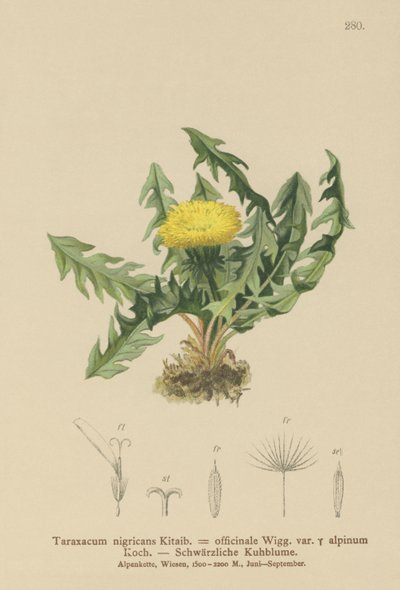 Diente de león (Taraxacum nigricans, Taraxacum officinale var. Alpinum) de German School