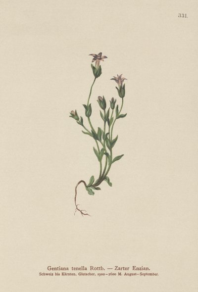 Genciana enana de los daneses (Gentiana tenella, Gentianella tenella, Comastoma tenellum) de German School