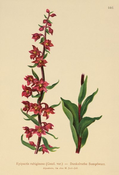 Helleborine Rojo Oscuro (Epipactis atrorubens, Epipactis rubiginosa) de German School
