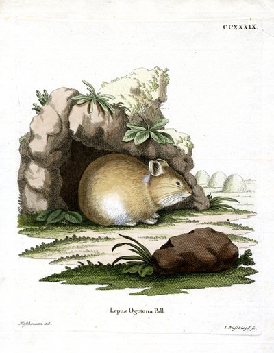 Pika de Dauria de German School