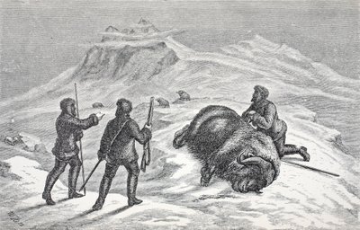 Muerte del buey almizclero, pub. Londres 1874 de German School