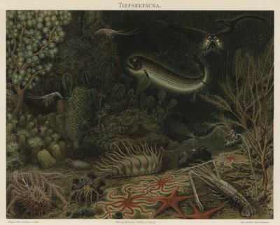 Fauna de aguas profundas (litografía en color) de German School