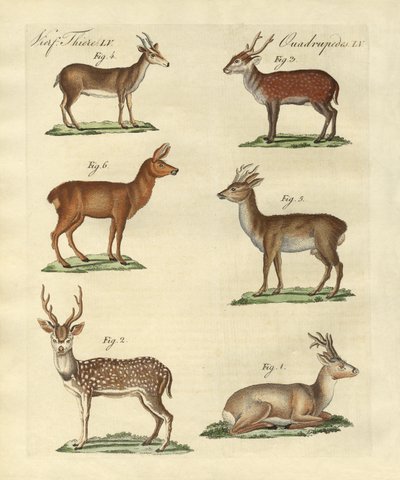 Ciervos y cervatillos de German School