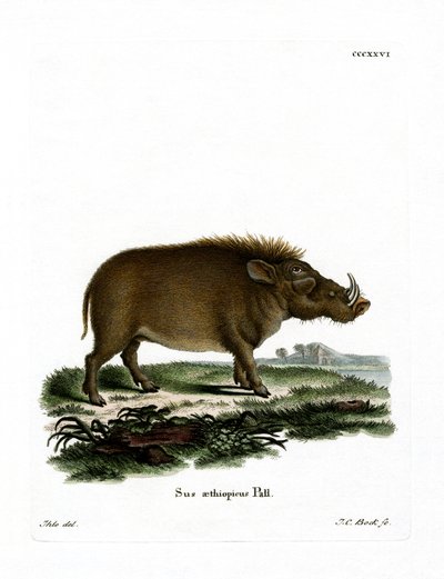 Facocero del Desierto de German School