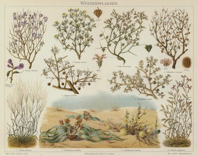 Plantas del desierto de German School