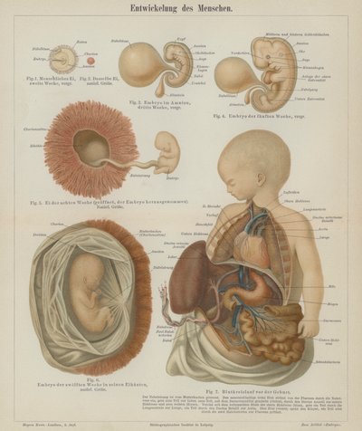 Desarrollo de un feto humano de German School