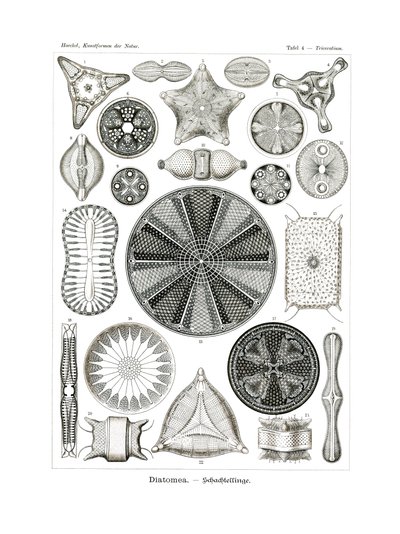 Diatomea, 1899-1904 de German School