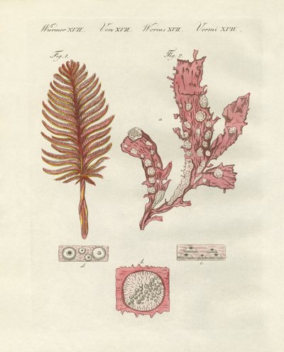 Diferentes tipos de zoófitos o plantas ornamentales de German School
