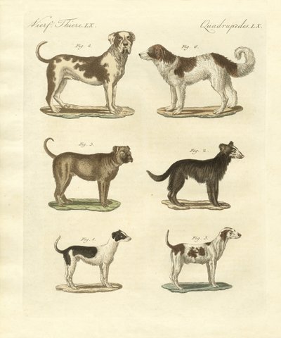 Diferentes tipos de perros de German School