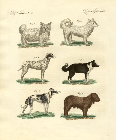 Diferentes tipos de perros de German School