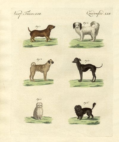 Diferentes tipos de perros de German School