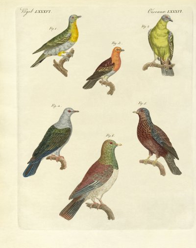 Diferentes tipos de palomas exóticas de German School