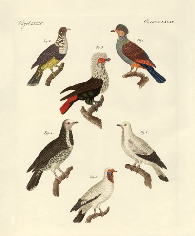 Diferentes tipos de palomas extranjeras (grabado en color) de German School
