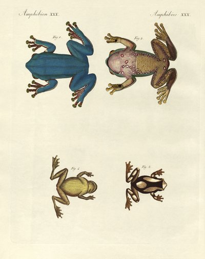 Diferentes tipos de ranas arborícolas extranjeras (grabado en color) de German School