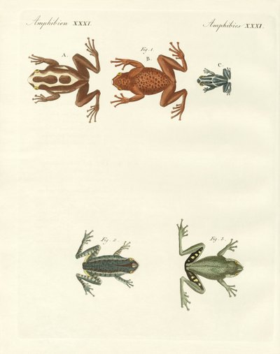 Diferentes tipos de ranas arborícolas extranjeras (grabado en color) de German School