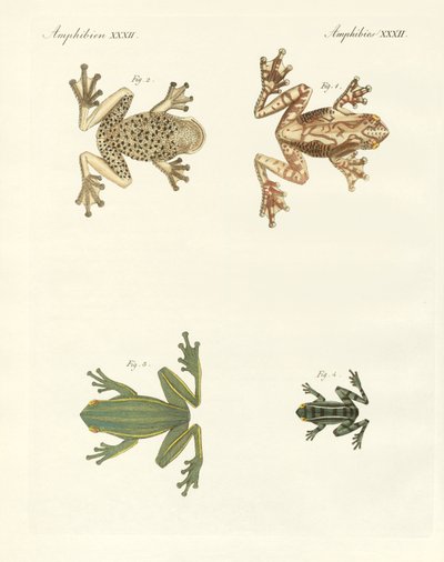 Diferentes tipos de ranas arborícolas extranjeras de German School