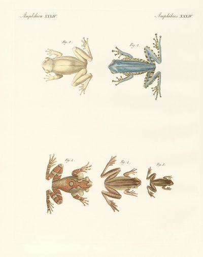 Diferentes tipos de ranas arborícolas extranjeras de German School