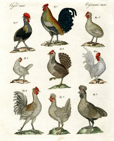 Diferentes tipos de gallinas de German School