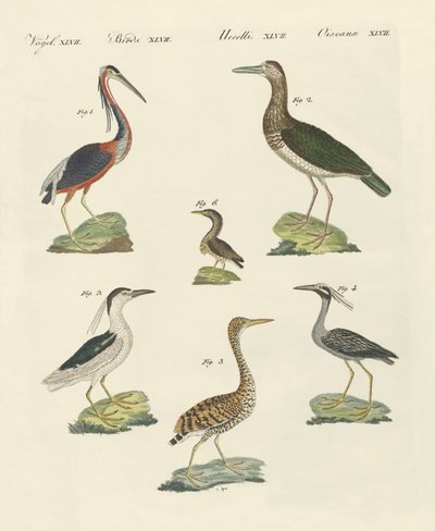 Diferentes tipos de garzas de German School