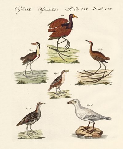 Diferentes tipos de aves de pantano de German School
