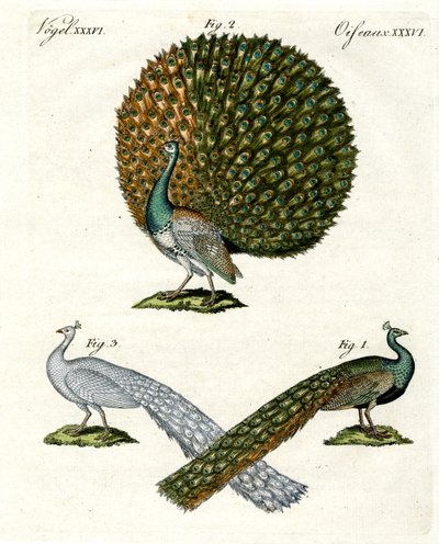 Diferentes tipos de pavos reales de German School