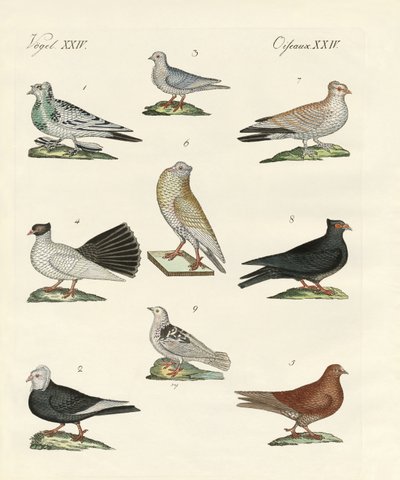 Diferentes tipos de palomas de German School
